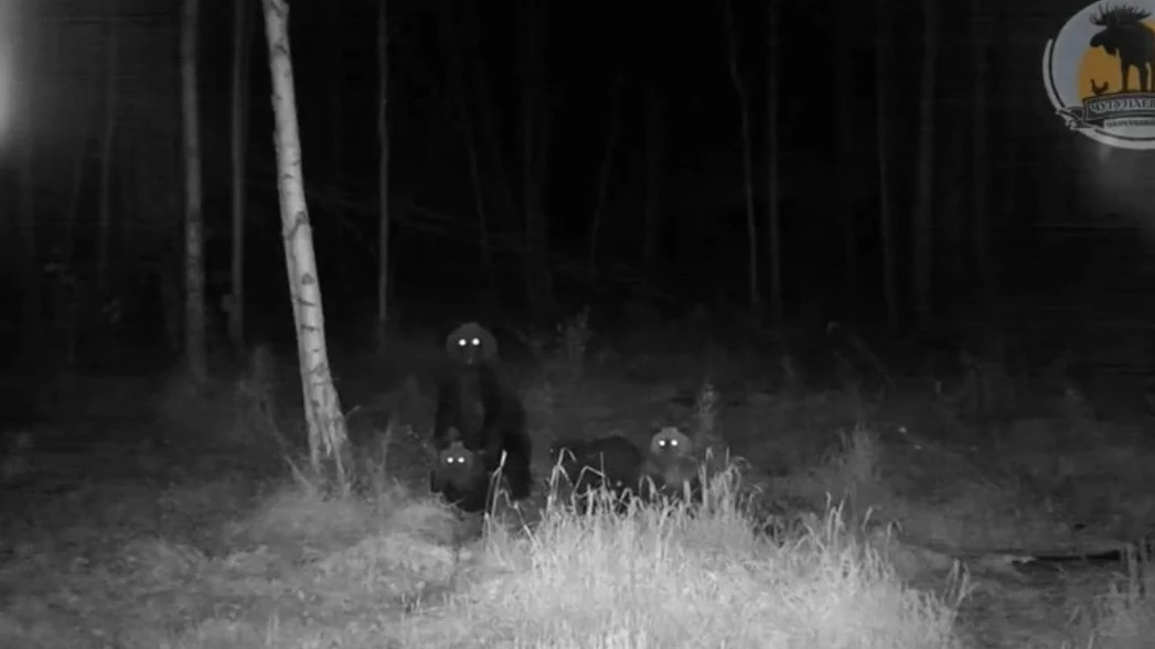 Медведица с медвежатами попала на камеру фотоловушки в тюменском лесу