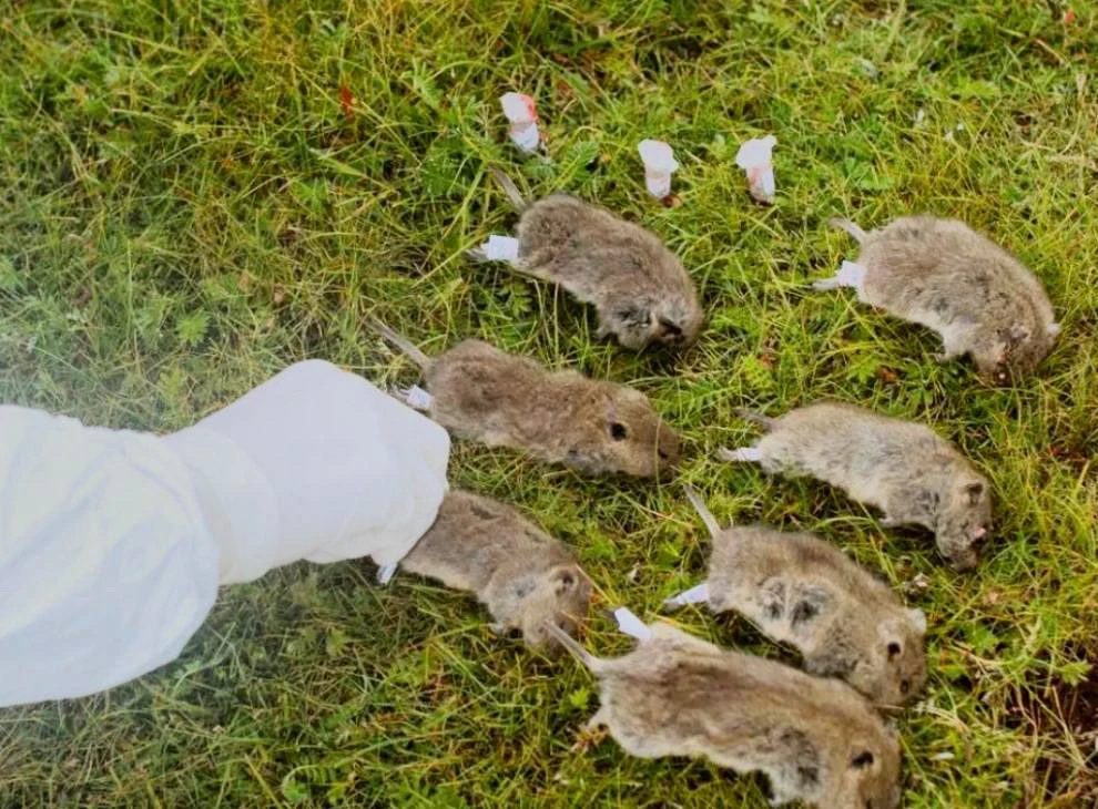 🐀 На границе Монголии и России зафиксировали природный очаг чумы