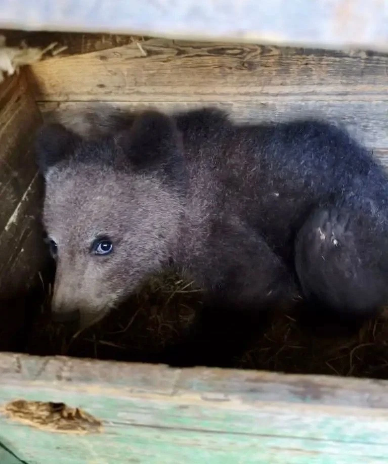 🐻 В Усть-Куломском районе спасли медвежонка-сироту  Медвежонка заметили местные жители: он бродил по