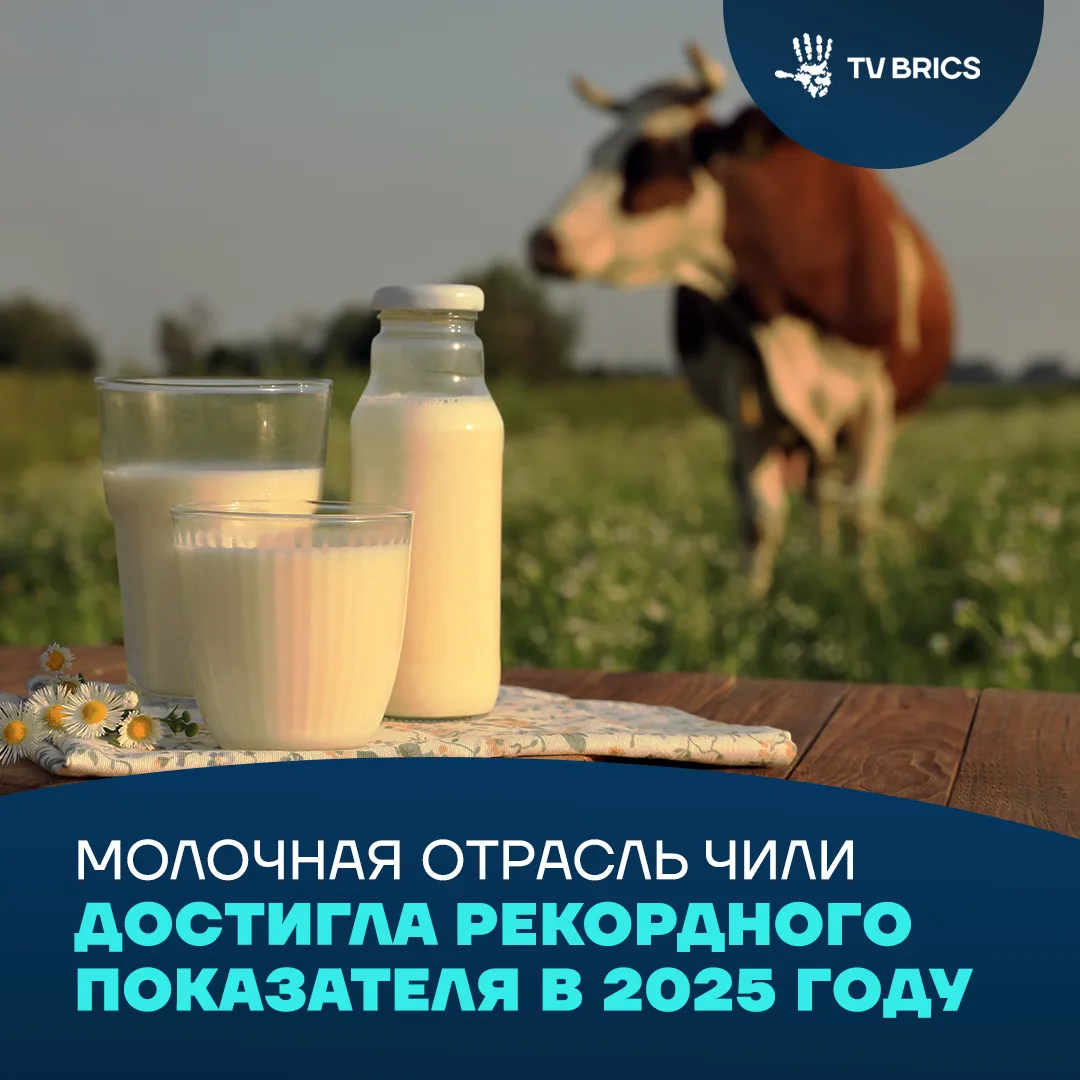 🇨🇱 2,546 млрд литров: Чили установила рекорд по переработке молока в 2025 году, сообщает El Maipo
