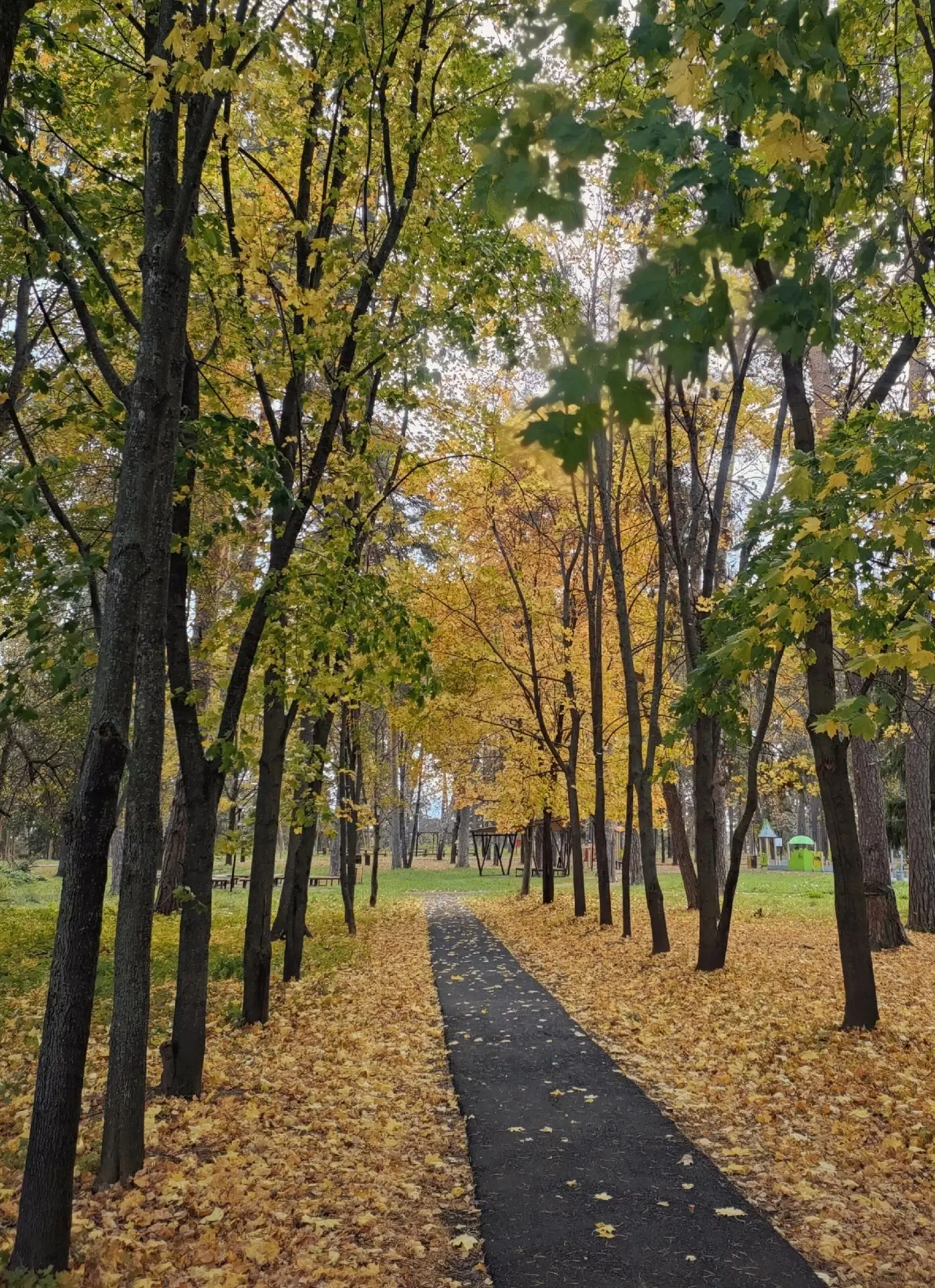 Ковер из жёлтых листьев в Ленинском 🍁🍂