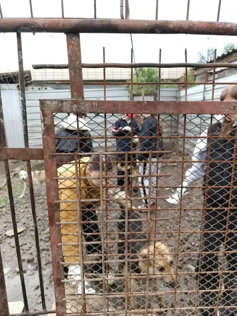 23 мая 6а класс практически в полном составе вместе с родителями поехал в самый старый приют Санкт-П