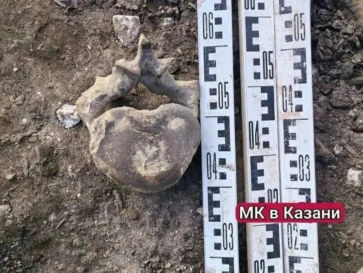 🦴 Позвонок шириной 20 сантиметров выкопали на улице Яхина в Казани
