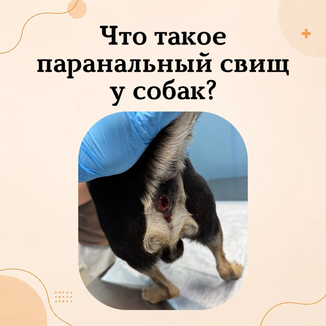 Параанальный свищ у собак: не просто воспаление желез
