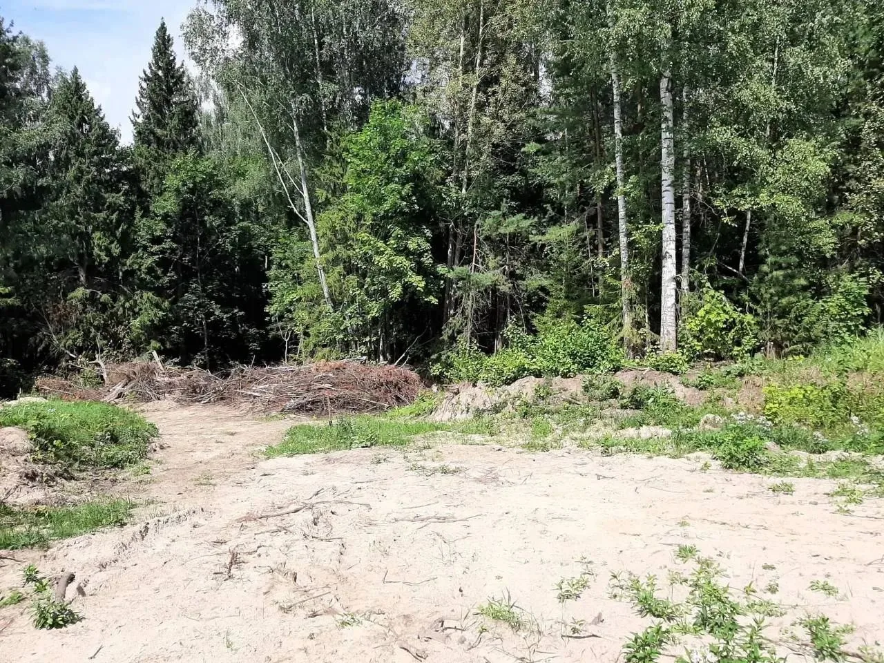Житель Чебоксар срубил деревья в Звениговском районе, так как они мешали ему. Спилил иву, сосну и бе