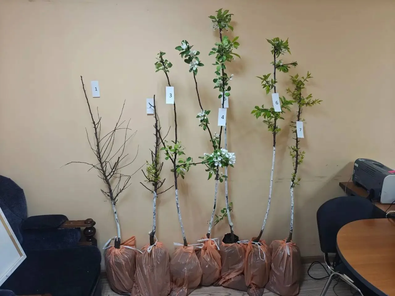 🌳Беседы о садовых деревьях закончились реальным сроком