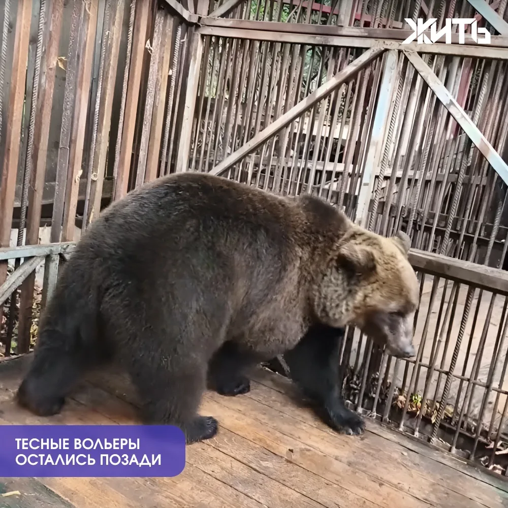 Медведицы Маша и Даша переехали из тесных вольеров в Ростовский зоопарк