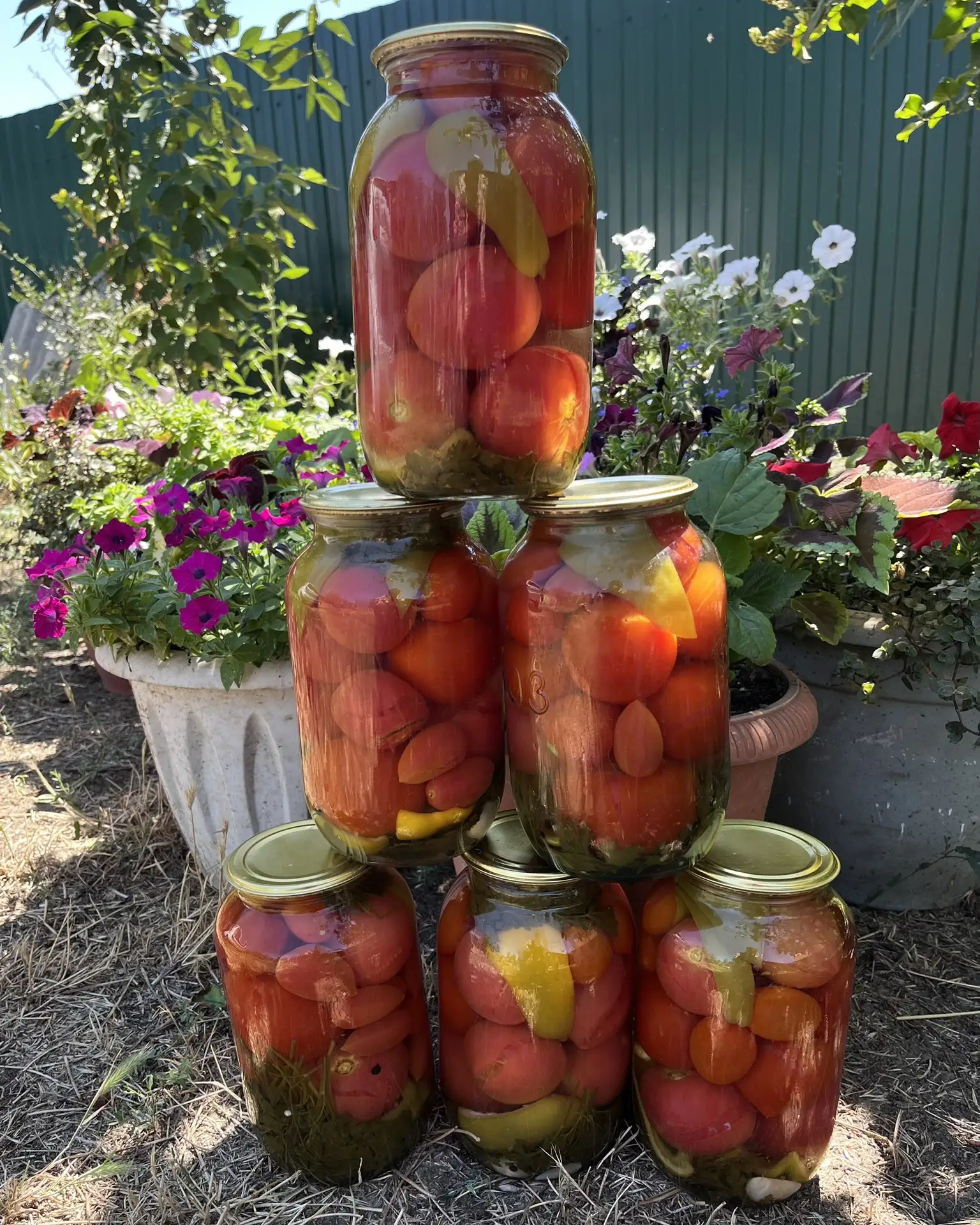 Маринованные помидоры по рецепту моей свекрови 🍅