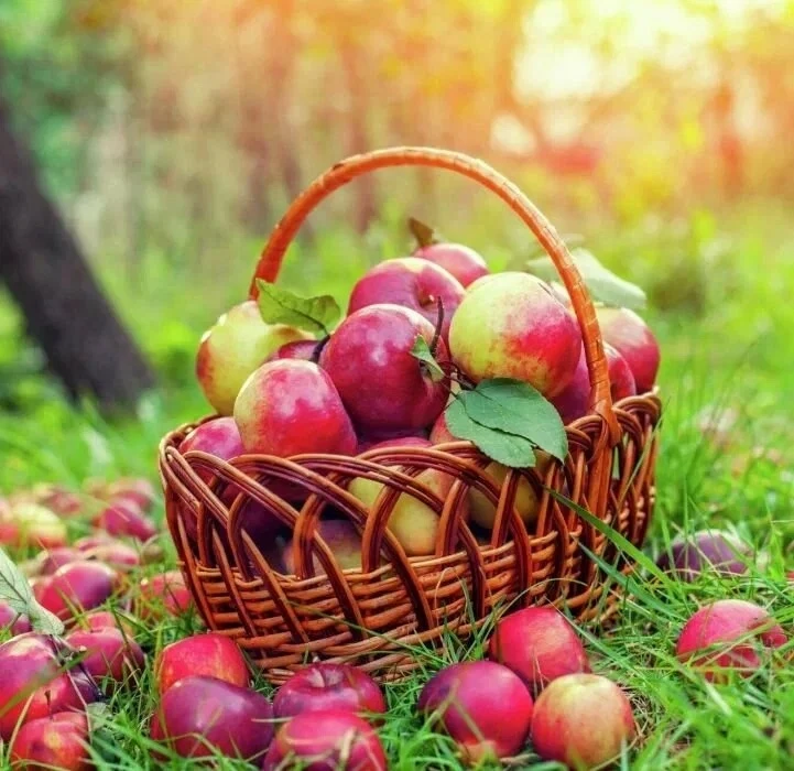 🍏Яблоки — лёгкость и здоровье кишечника