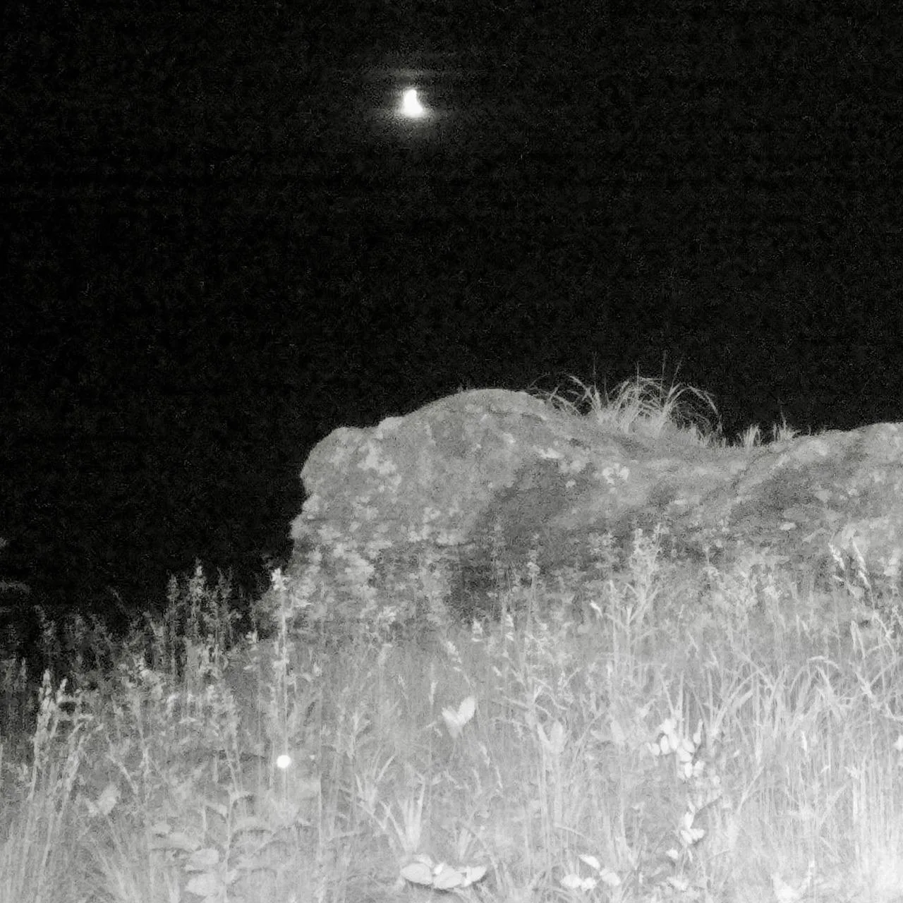 🌙🐰 Зайцы из приморского нацпарка вышли в ночную смену