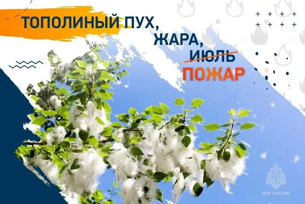 🔥 Сжигание тополиного пуха — плохая идея