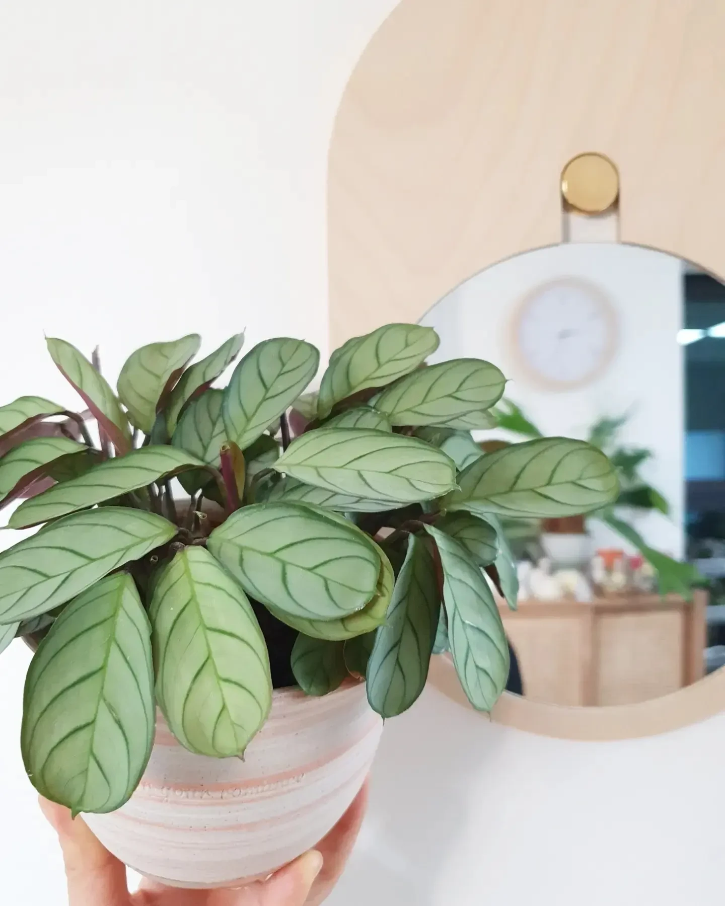 Почему популярны ктенанты 🌿