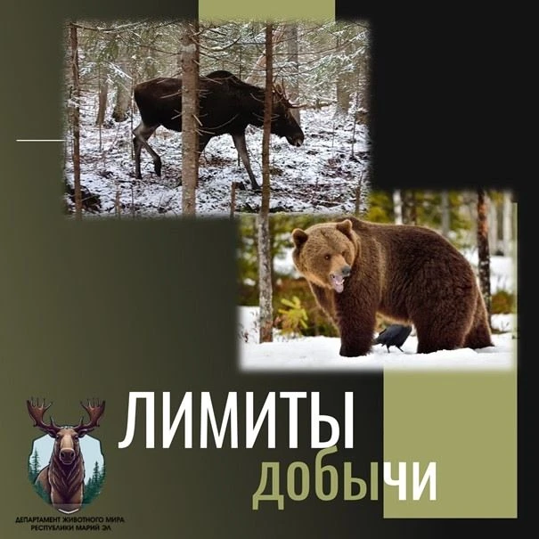 ✅В Республике Марий Эл утверждены лимиты добычи охотничьих ресурсов
 
Глава Республики Марий Эл Юрий