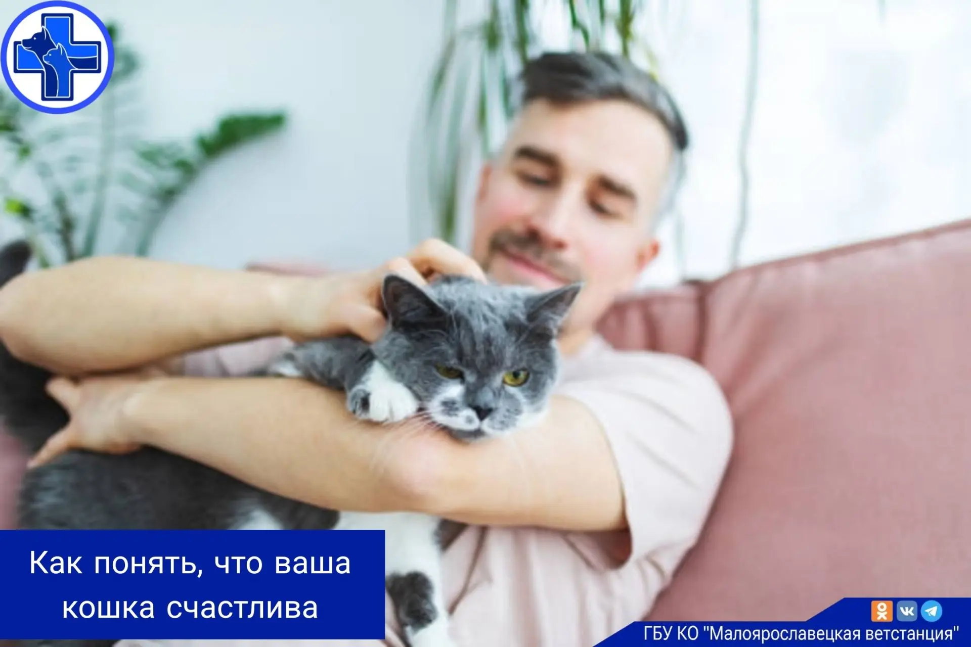 Узнать, счастлив ли питомец, бывает непросто из-за независимого характера кошек, однако некоторые об