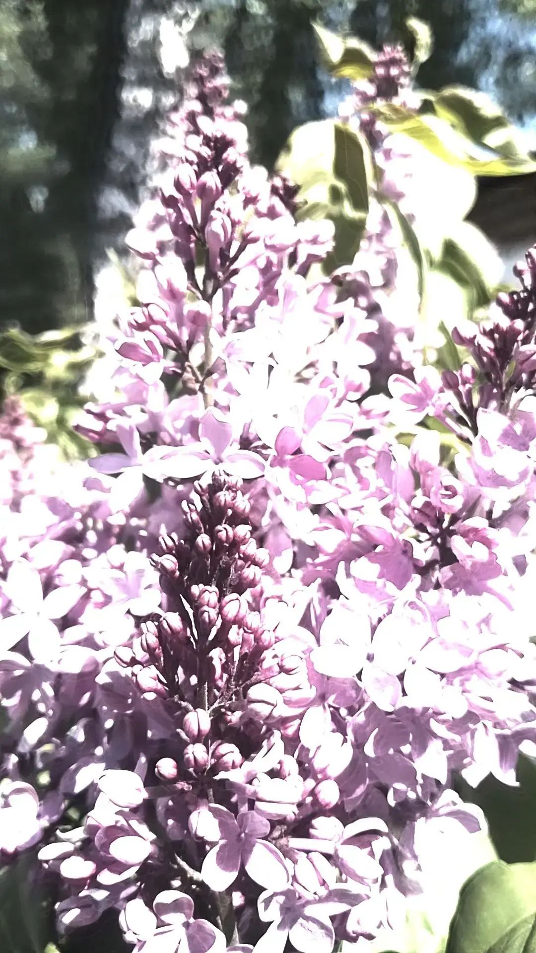 🌸 Красота вокруг нас 🌸

Фотографии Субботиной Любы словно наполнены светом и воздухом.

Сирень в с