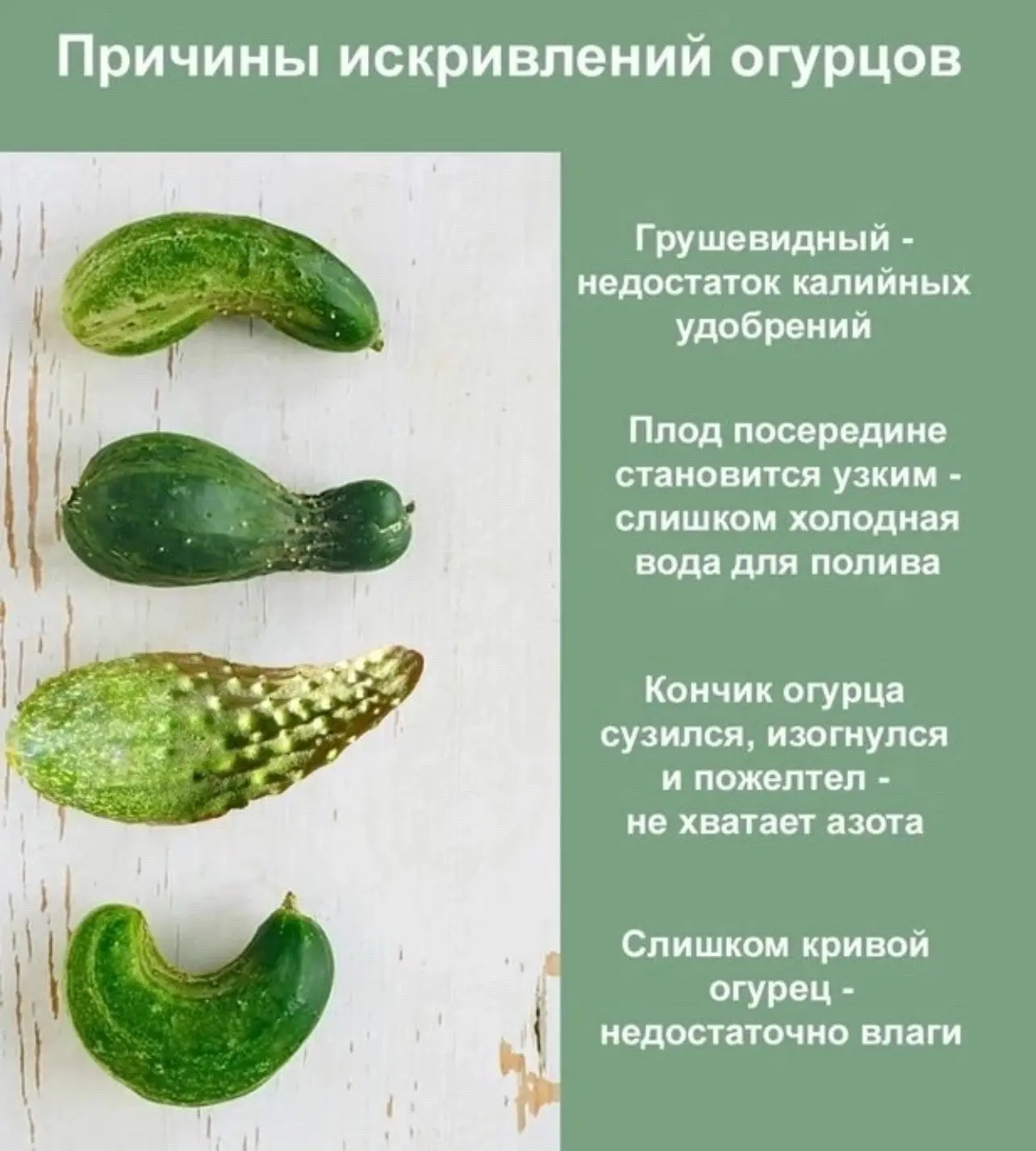 Причины искривлений огурцов 🥒