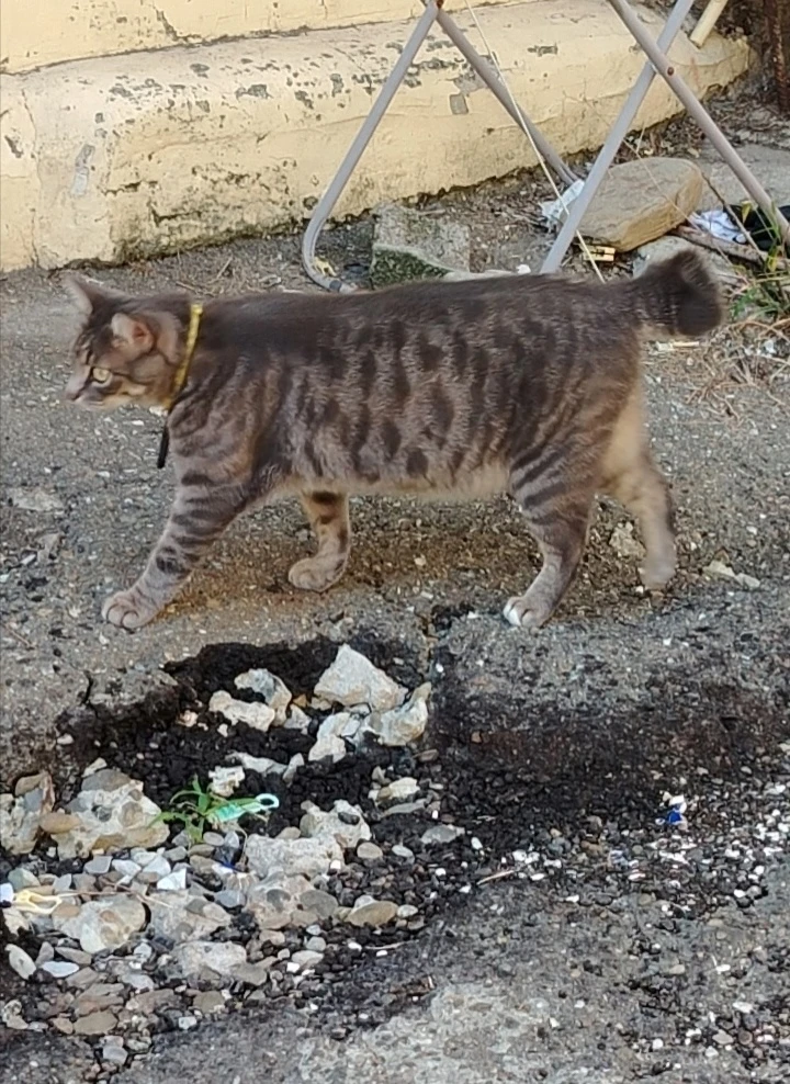 Коточат😸 привет от кота Барсика😼😸