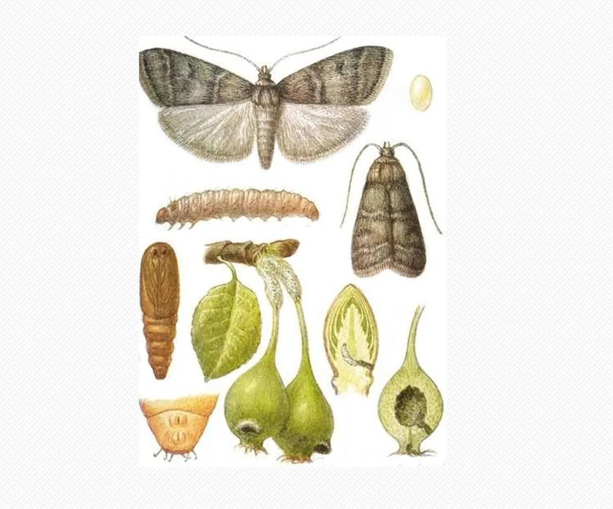 Грушевая огневка (Numonia pyrivorella) относится к карантинным объектам, ограниченно ра...