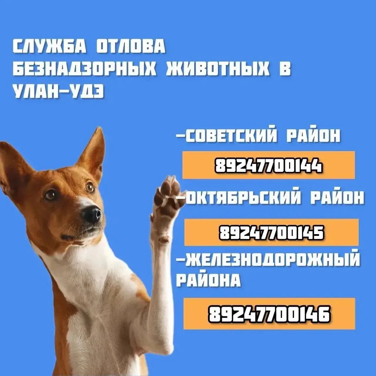 По отлову собак обращайтесь: