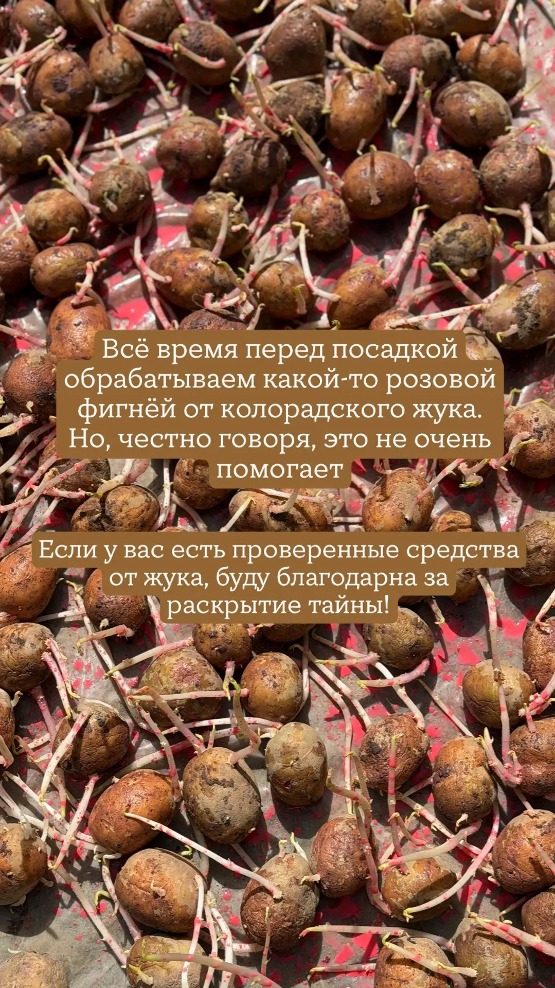 Мы сегодня молодцы! Программа максимум сделана - посажена картошка 🥔   Сейчас правда значительно мен
