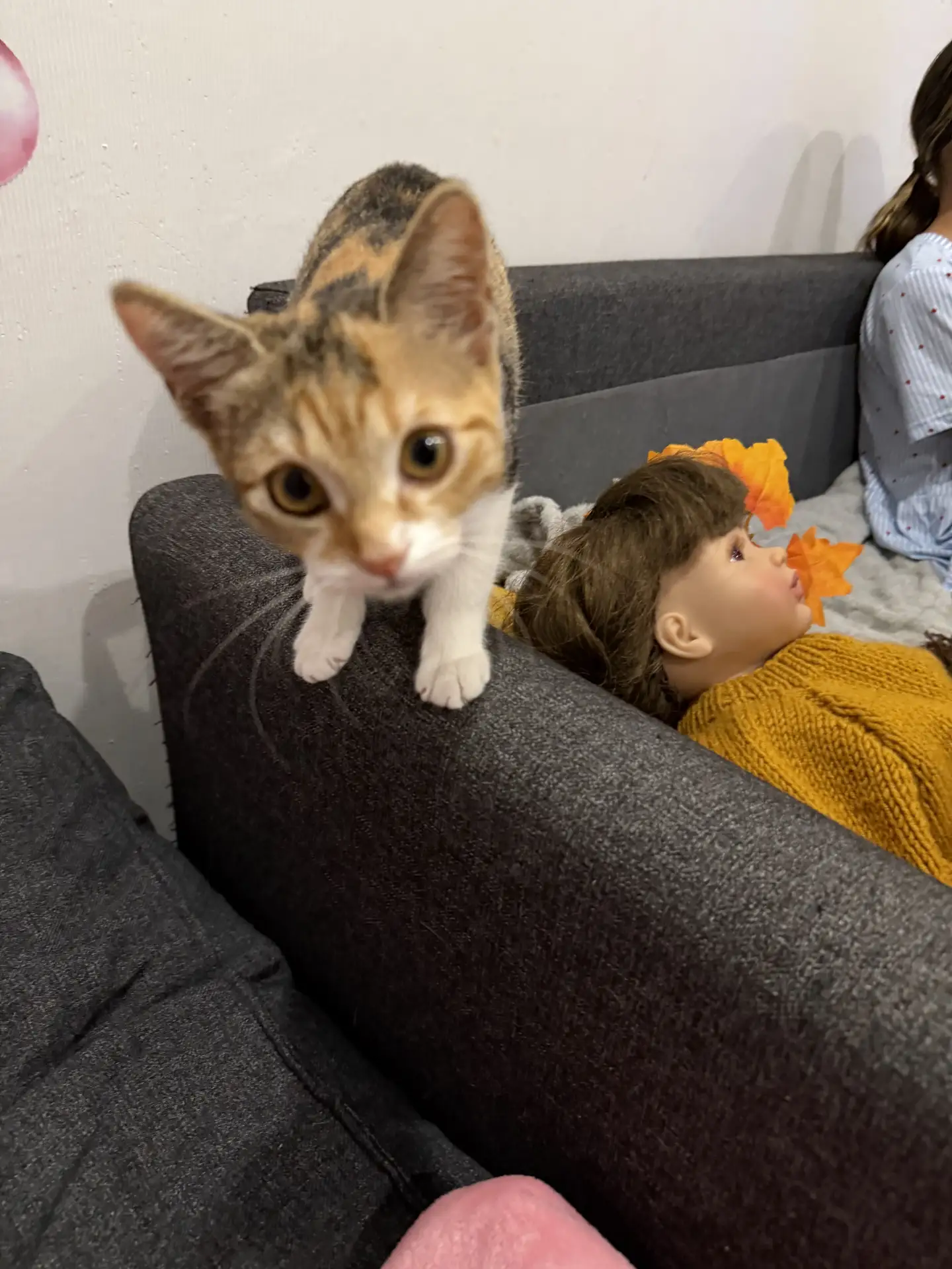 Котёнок, который всегда где-то рядом 😄 Ей так нужно общение, а старшей кошке уединение 🤣