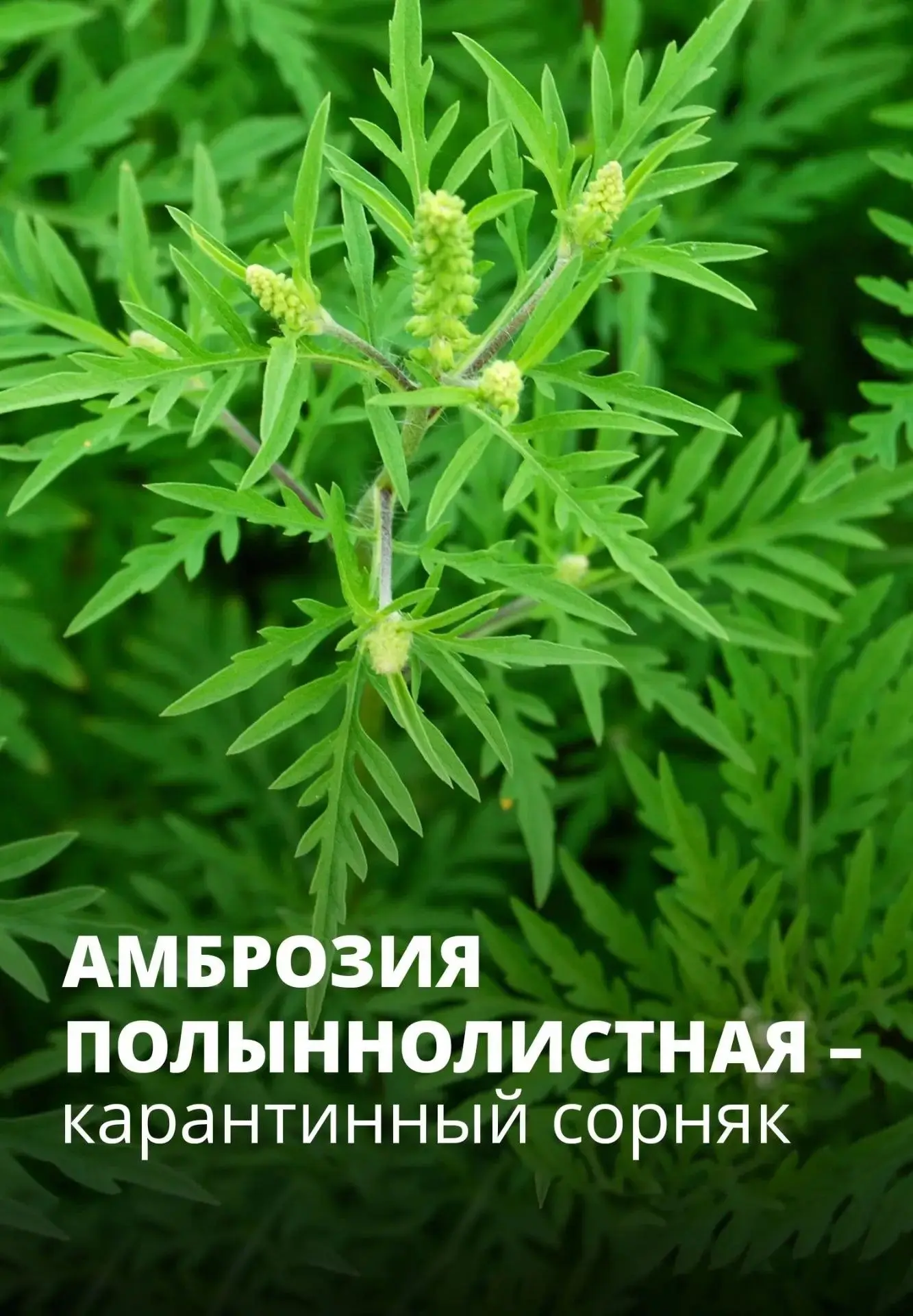 Амброзия полыннолистная — это опасный карантинный сорняк, который не только истощает по...
