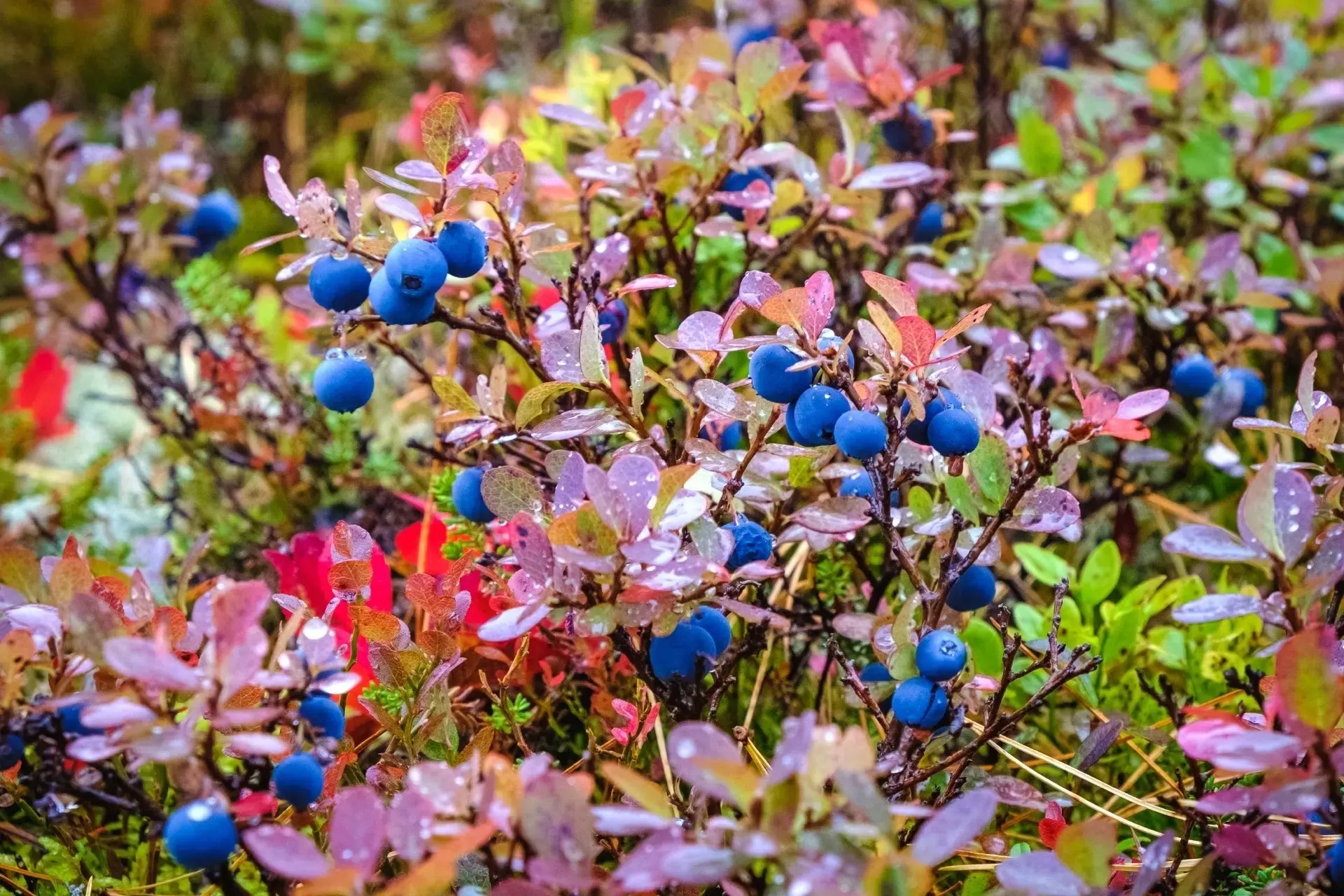 🍂 Склоны Главного Уральского хребта, по которому проходит граница Пермского края и Све...