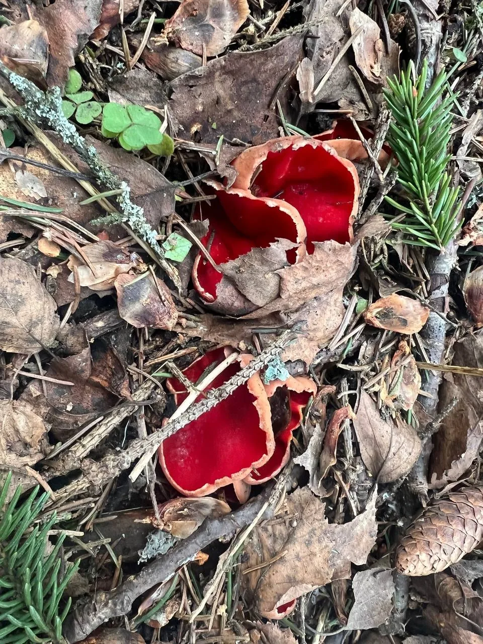 Вот исправленный текст:  🍄 Алая эльфова чаша: в Зеленограде заметили первые весенние грибы  Весна вс