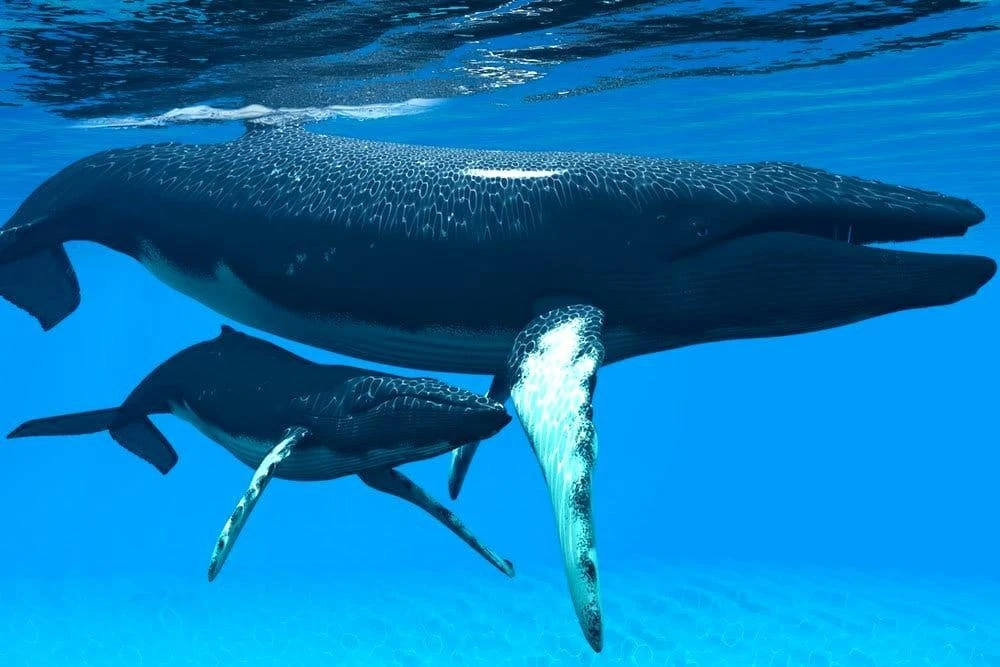 Ещё немного о китах🐋 

Гренландский кит  полярный кит обитает в полярных районах 🐳 Северного полуш