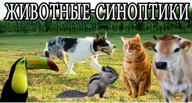 🌿 Слушаем природу: о чём говорят нам лягушки и кошки?