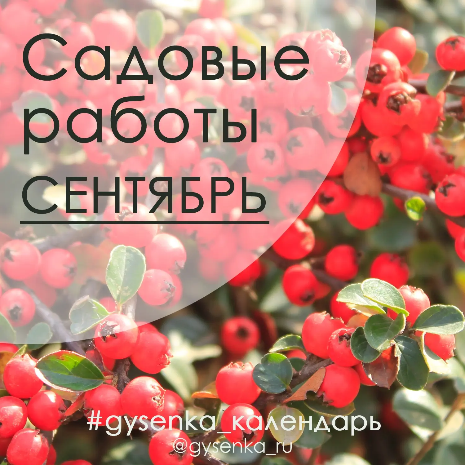 🍁 Работы в саду в СЕНТЯБРЕ