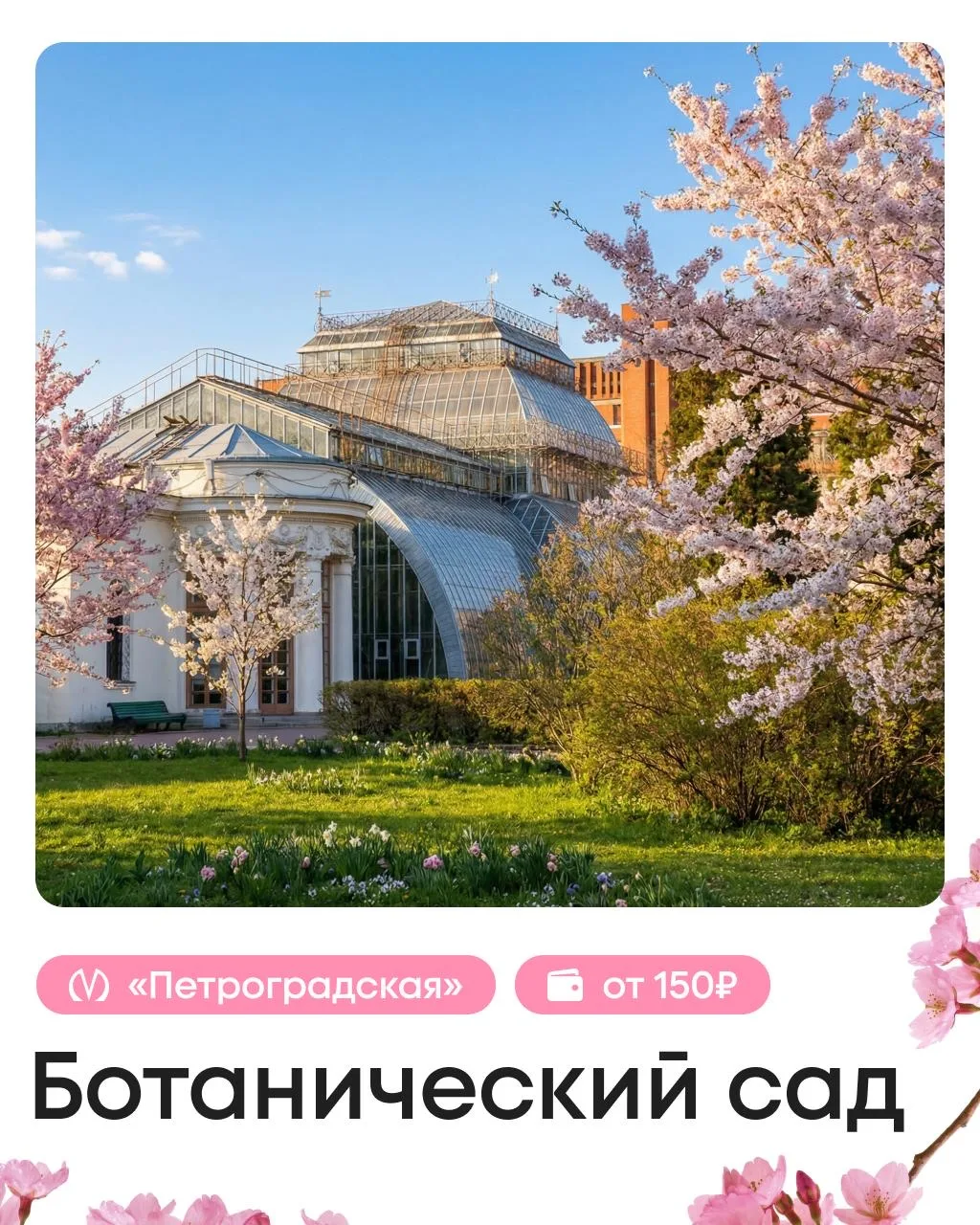 🇯🇵 Полный гайд по сакуре: где искать Японию в Петербурге  Для путешествия в страну восходящего солнц