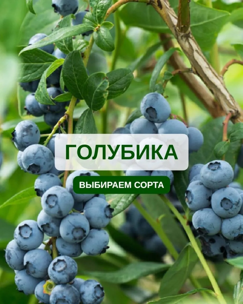 💙 Сорта голубики для открытого грунта: зимостойкость, урожайность, вкус