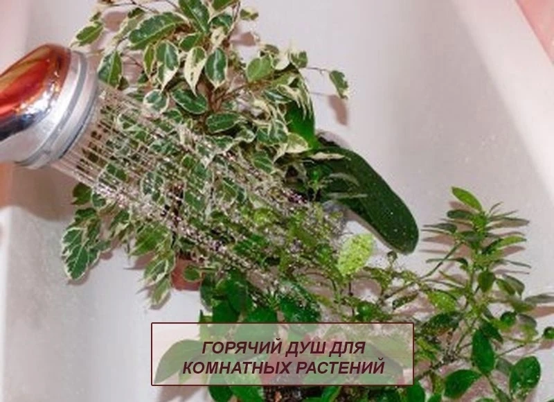 🌱ГОРЯЧИЙ ДУШ ДЛЯ КОМНАТНЫХ РАСТЕНИЙ