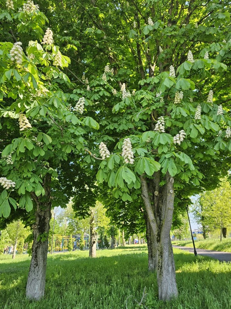 🌳 Каштаны в Комсомольском парке — во всей красе!  💮 Белые «свечи» на ветвях, лёгкий весенний ветерок