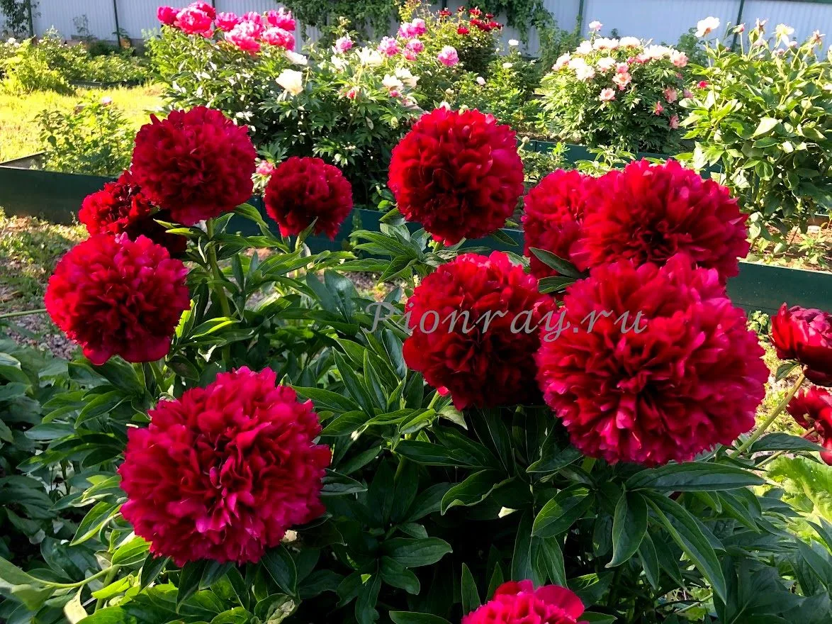 🌺 ПИОНЫ для НОВИЧКОВ