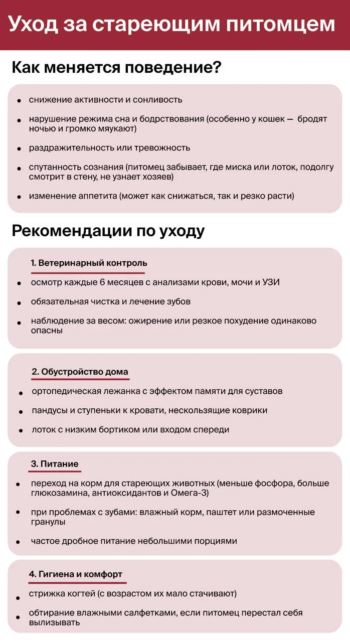 Старение питомцев — не приговор, но качество их жизни напрямую зависит от вашей заботы....