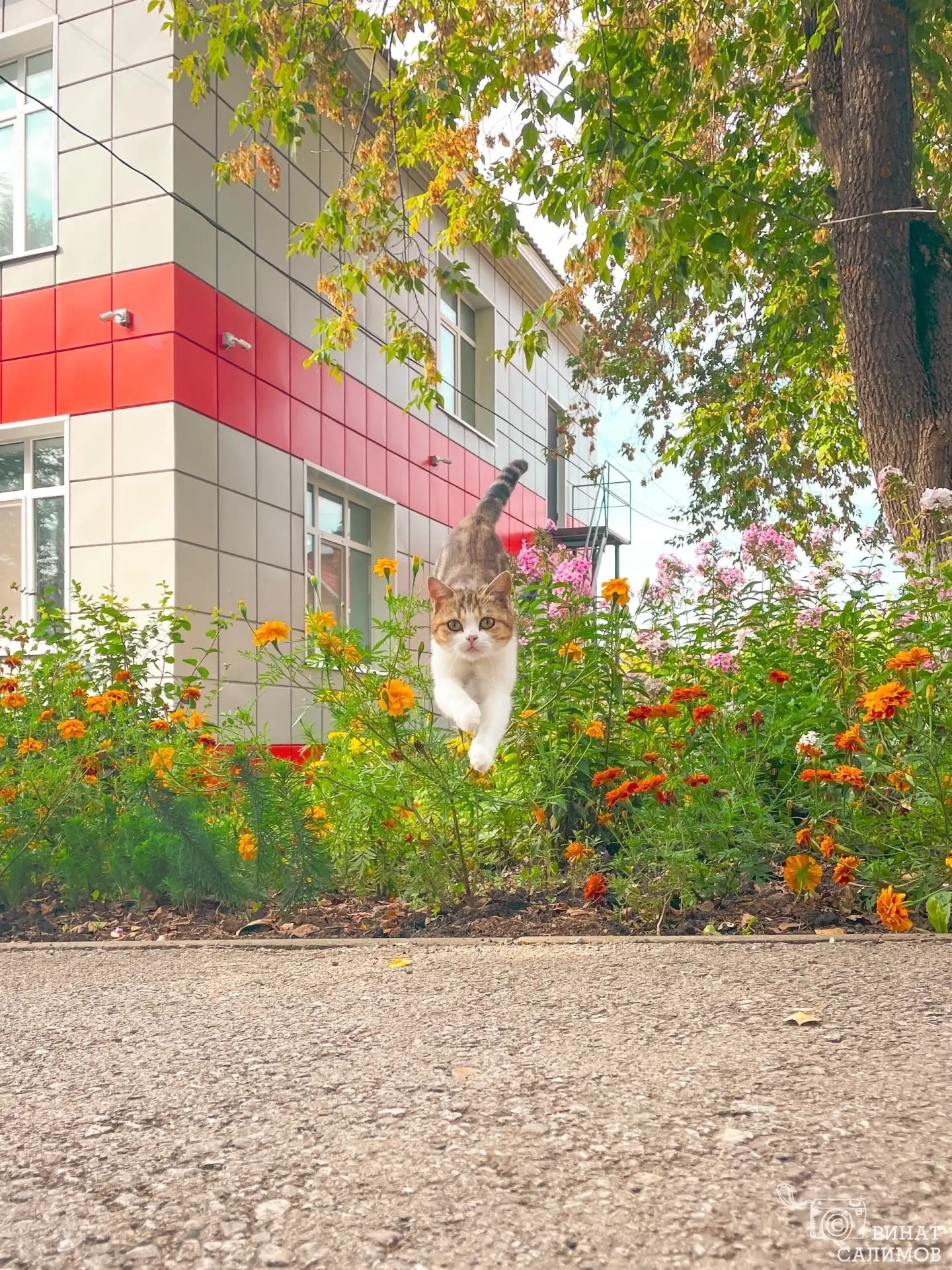 Сегодня на улицах Октябрьского встретил кота-учёного.