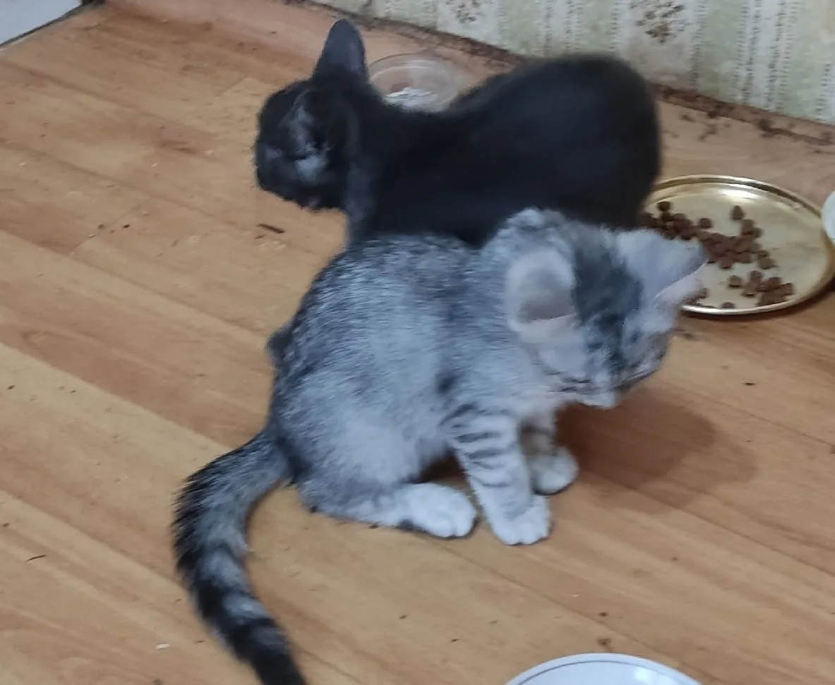 🐾 Ищут дом два солнечных зайчика! 🐾