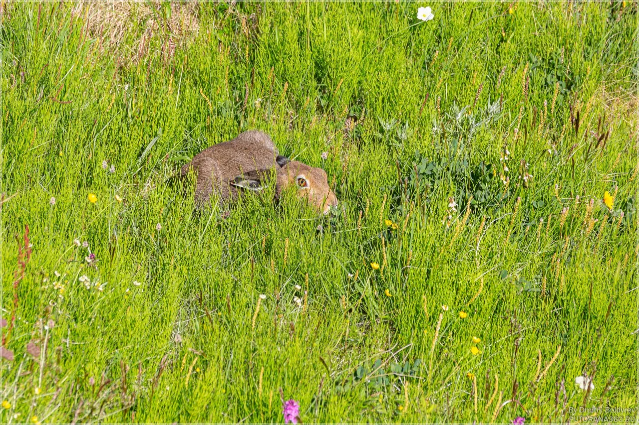 🐇 Заяц-беляк с берегов реки Пясины, который до последнего момента думает что его не ви...