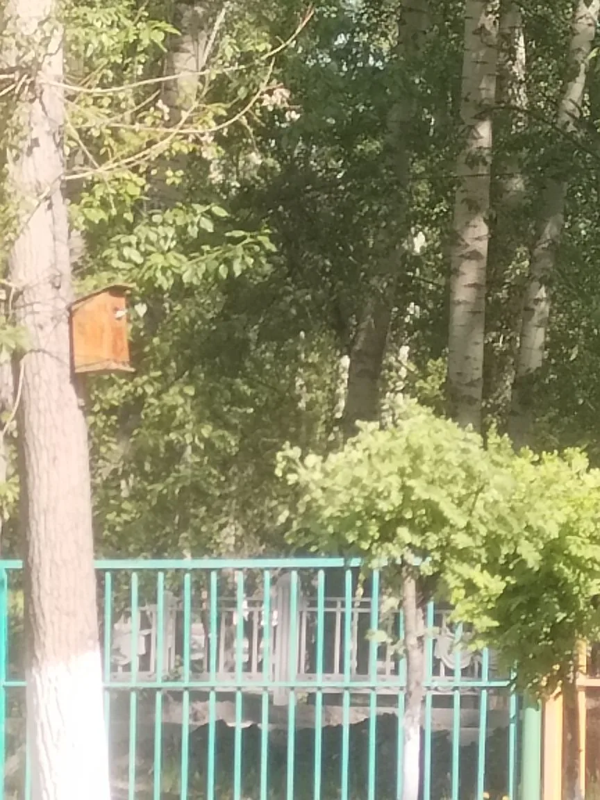 У нас в саду большое событие! 🎉🏡 В наш скворечник заселилась пернатая хозяюшка! 🐦💖
