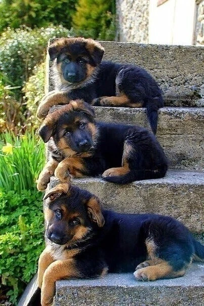 Красавчики какие🤗