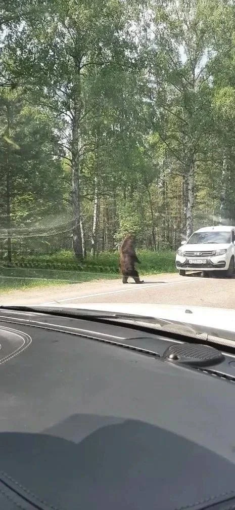 Вблизи деревни Курбатово замечен молодой бурый медведь

Раньше в этом месте ходила медведица с двумя