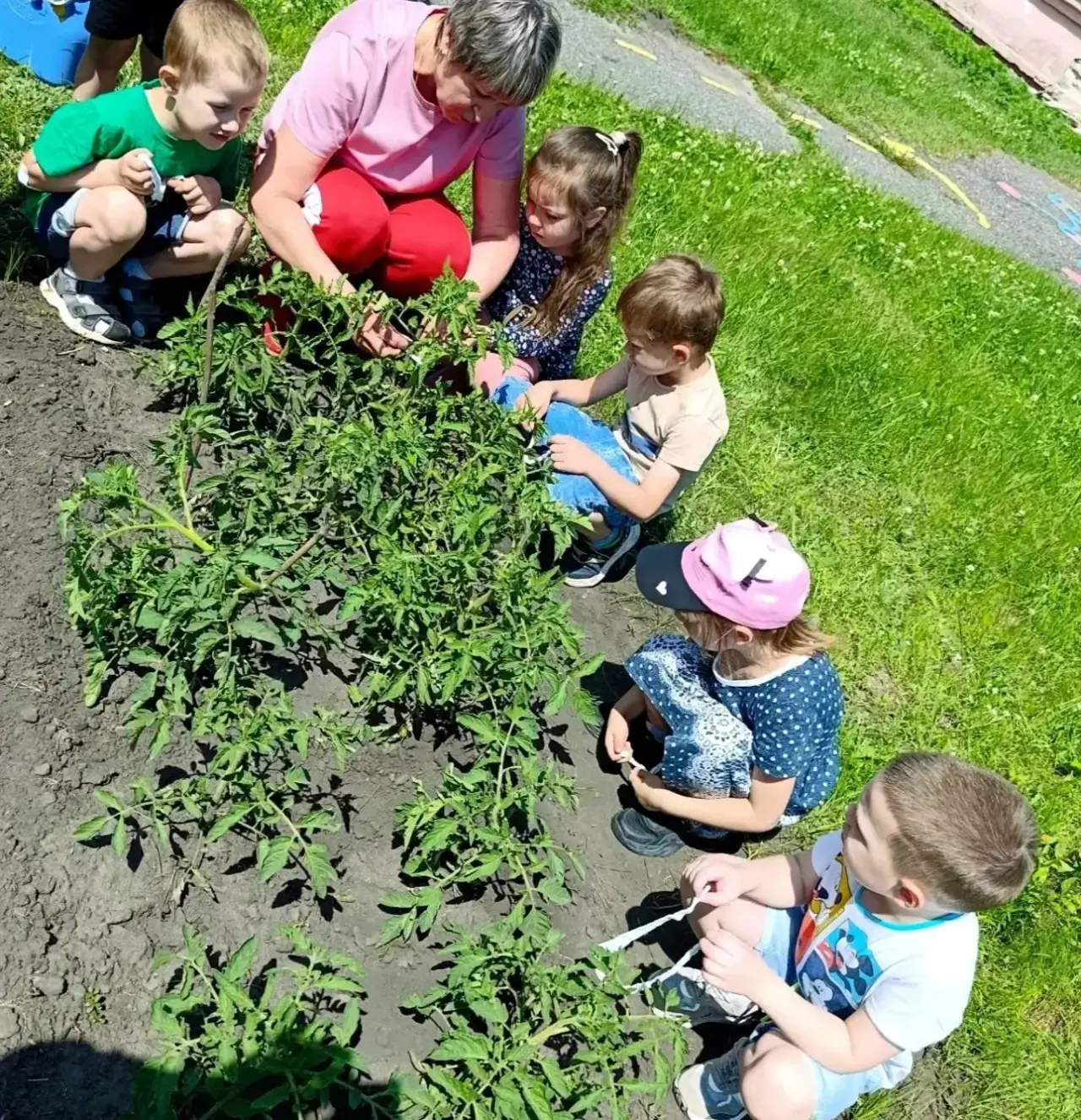 Забота о будущем урожае: старшие дошкольники подвязывают помидоры. 🍅🍅🍅🍅🍅🍅🍅
🌱В нашем детском 