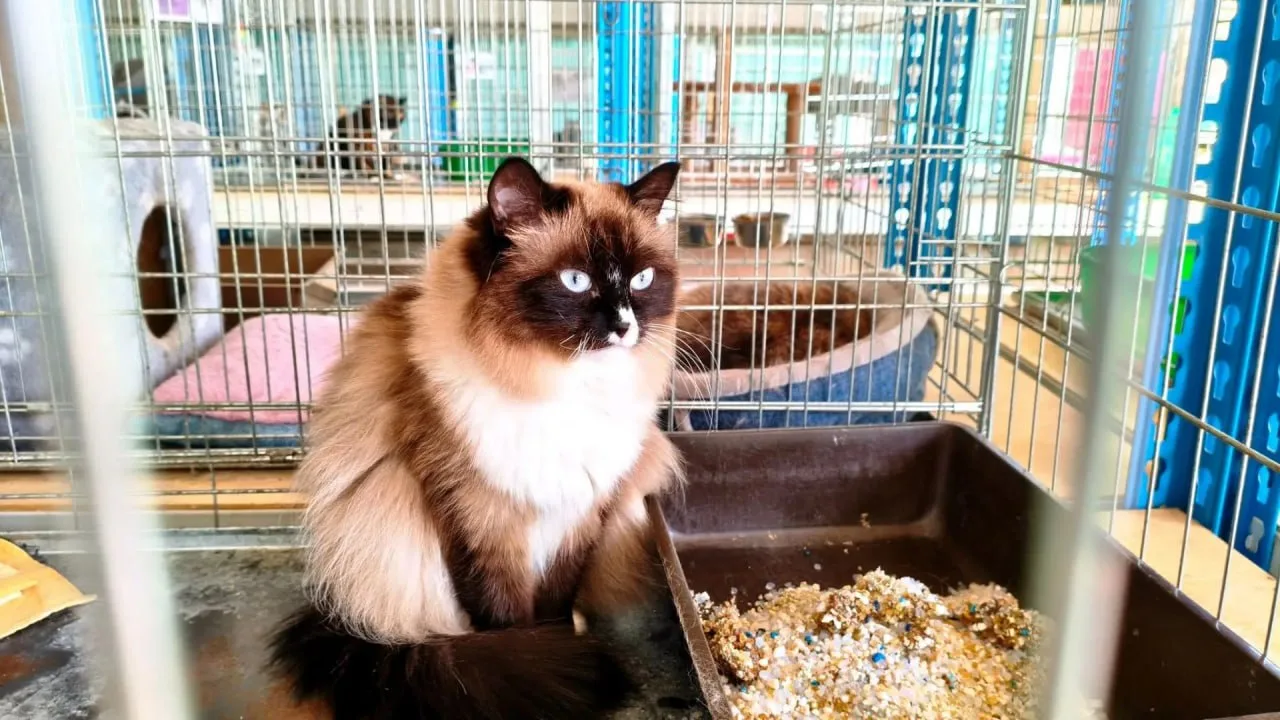 🐈‍⬛ Еще одна кошка из приюта Ноябрьска обрела дом