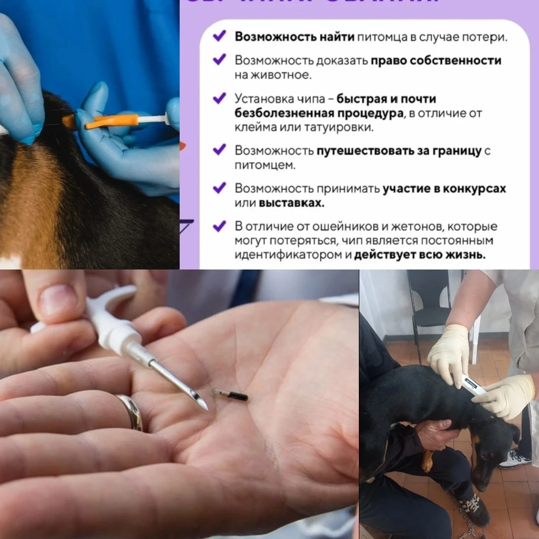 💉 Чипирование. 

✨ Заботьтесь о безопасности своих питомцев! ✨🐶

В Новгородской области активно пр
