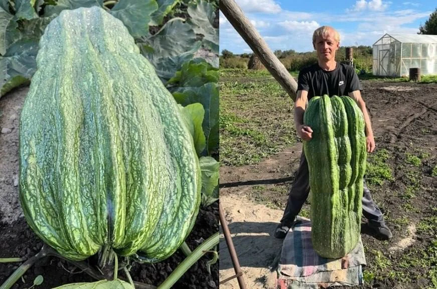 🥒 Сибиряк вырастил кабачок весом с человека