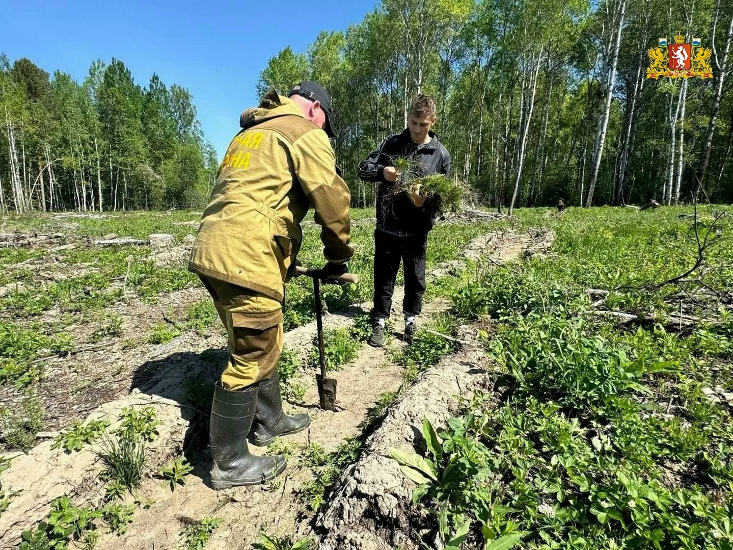 ⭕ Более 230 тысяч деревьев высадили в Свердловской области в акции «Сад памяти» 🌲🌳🎄

В 2026 году,