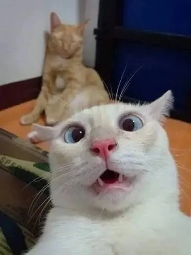 🐈 Сегодня отмечаем Всемирный день кошек!