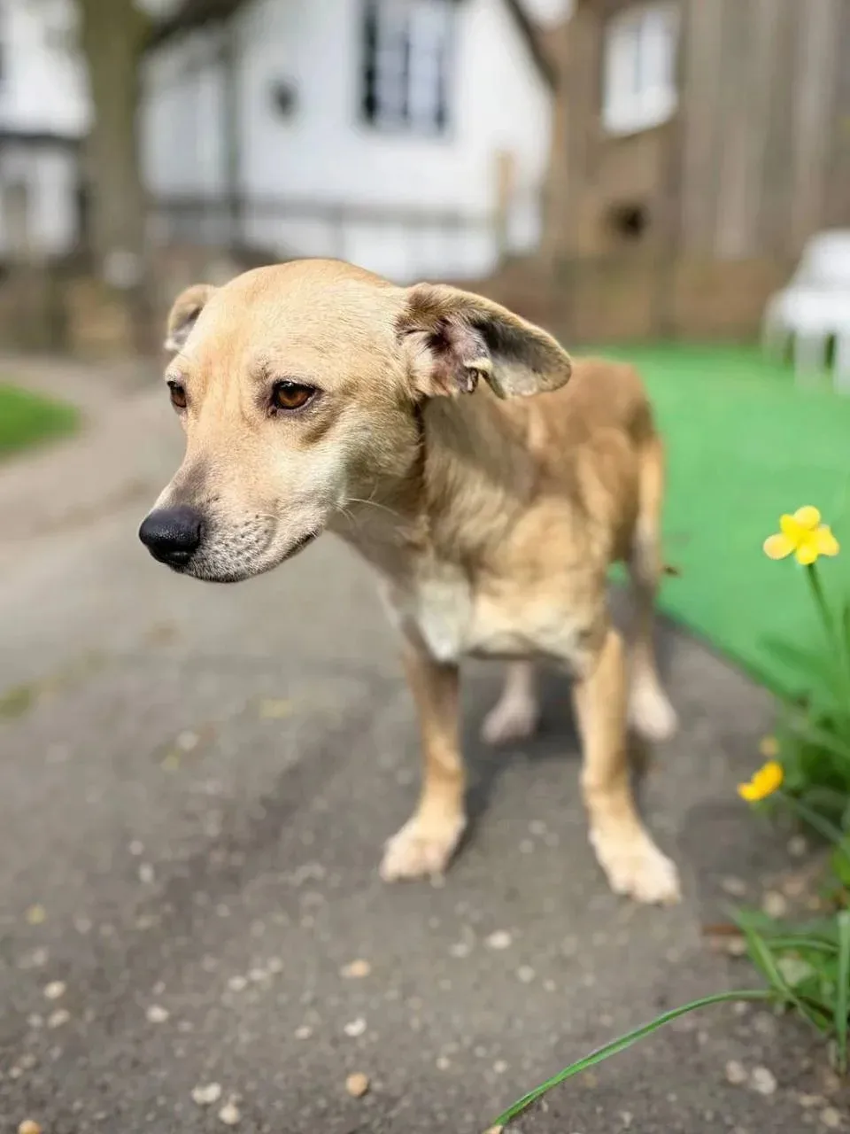 Ищет дом бесстрашный Лилейник из Домика Мелкашей Балашиха 🌺🐕  Москва и МО  Привет! Я- Лилейник, и мн